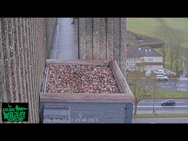 Watch Ealing’s Peregrine Falcons live on our webcam!