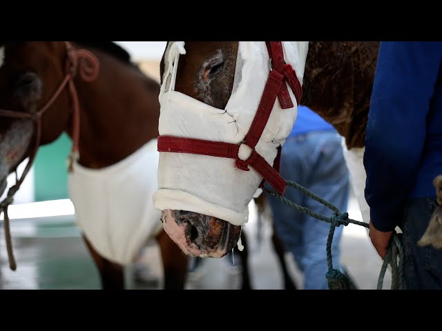 Supporting the animal survivors of the Chilean wildfires