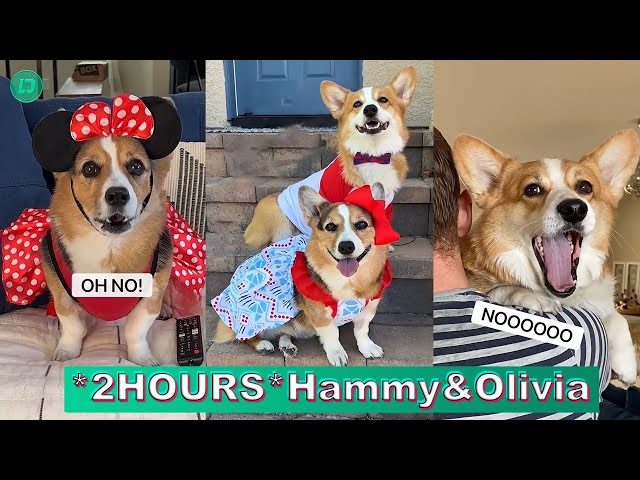 *2 HOURS* Hammy & Olivia Corgi TikTok Videos 2023 | Best Hammy and Olivia TikTok Compilation