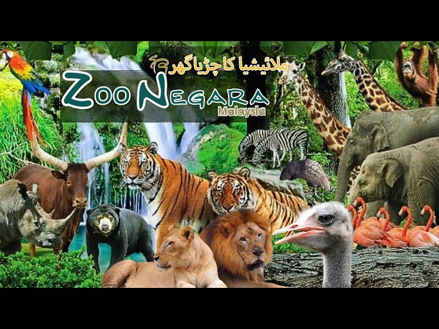 Zoo Negara Malaysia || malaysia ka chirhya ghar || ملائیشیا کا چڑیا گھر Visit Zoo Negara Malaysia