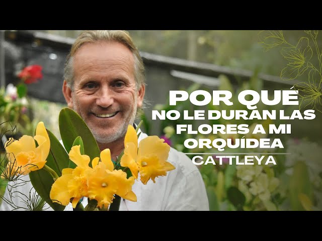 Por qué no le duran las flores a mi orquídea cattleya?