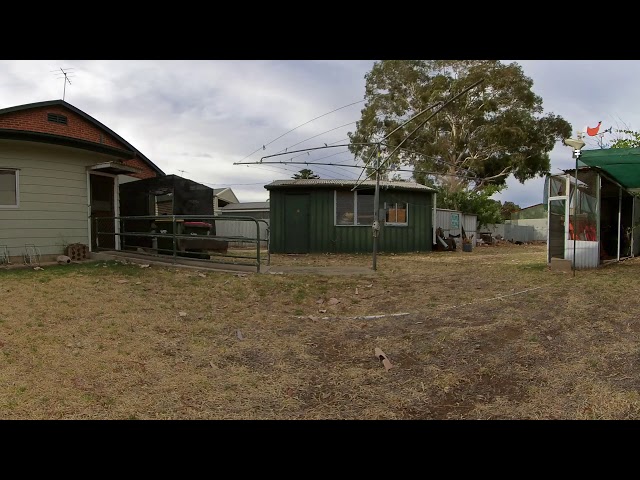 Magpies in 360 Timelapse