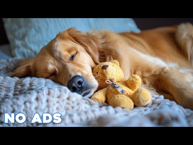 12 Hours Anti Anxiety Music for Dogs 🐶 Stress Relief Music For Dogs ♬ Calming Music For Dogs