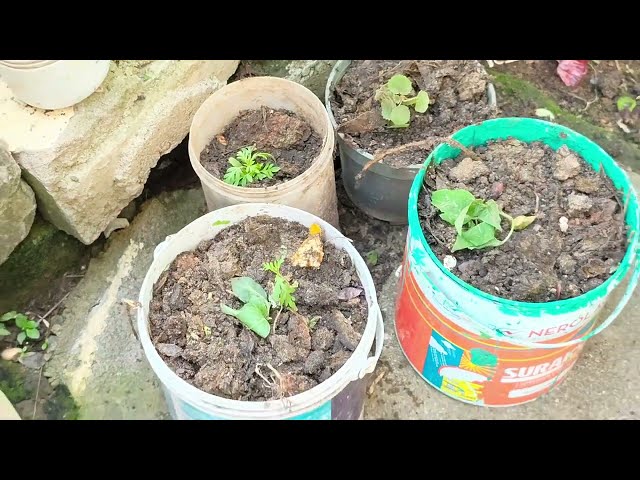 Planting saplings and seeds in Kitchen Garden 4K || Gardening 101 || Organic garden