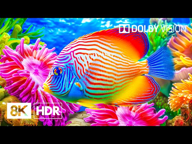 Beautiful Ocean Life in 8K HDR | Dolby Vision™