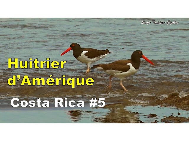 Huitrier d'Amérique Chant et Vol: Oiseaux Costa Rica #5 /Aventure Nature / Serge Tonietto-Giguère