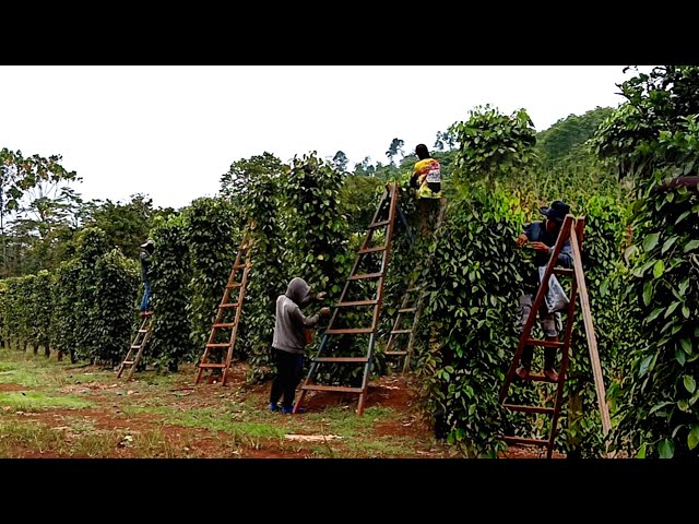 Big Pepper harvest, gardening in the mountains ep 216