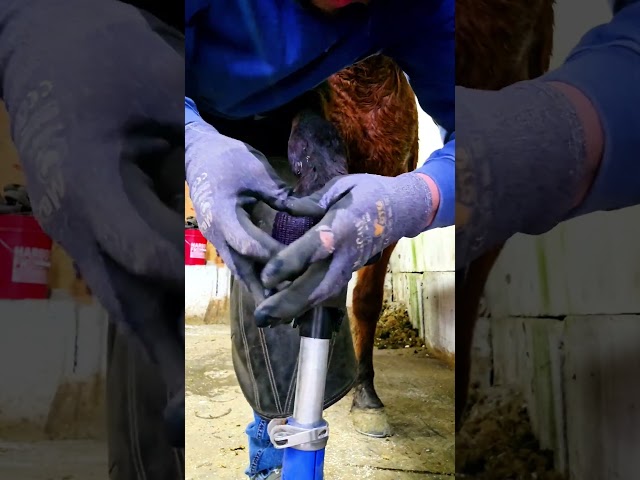 Hoof Restoration!!! What to do when the Hoof is to chipped and broken out to put a shoe on #foryou