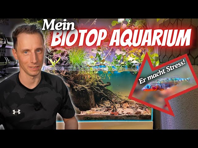 Neues vom Biotop Aquarium bei mir Zuhause - Bald Nachwuchs?