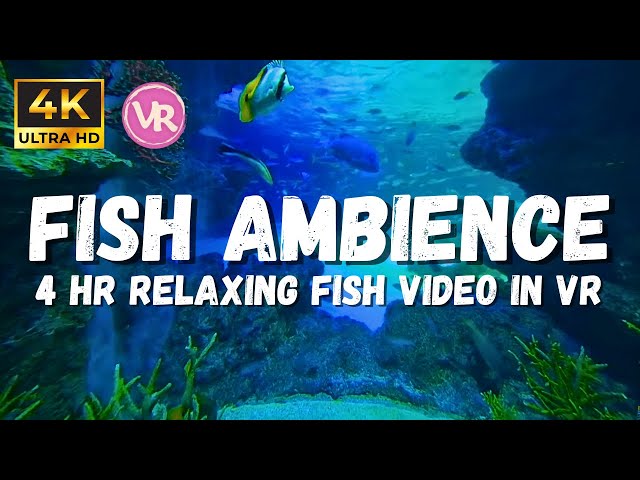 4K VR 3D Tranquil Aquarium Views Underwater ambience, Coral reef ASMR