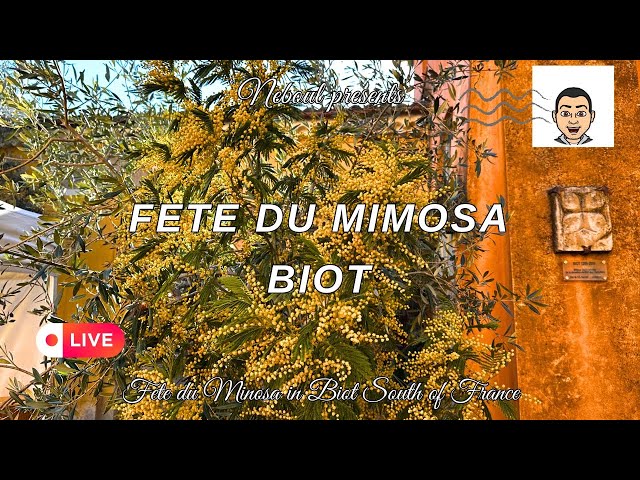 Fete Du Mimosa Live in Biot South of France