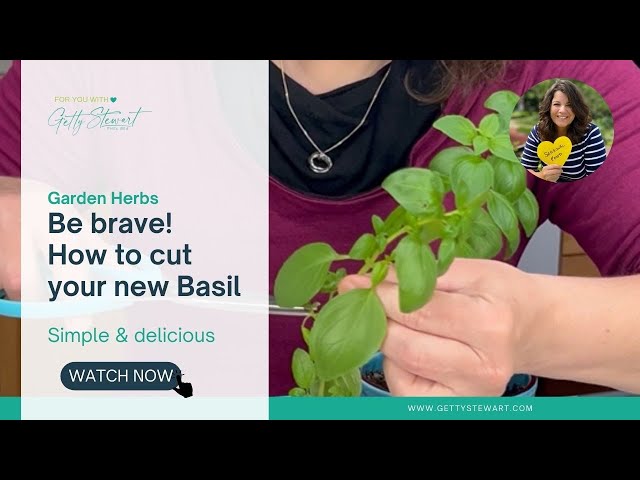 When to Prune Basil - How to Make the First Cut!