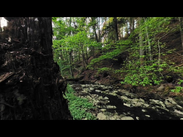 Nature Experience of Black Forest in VR #1: Creek with Birds Singing to Relax, Meditate, Calm Down