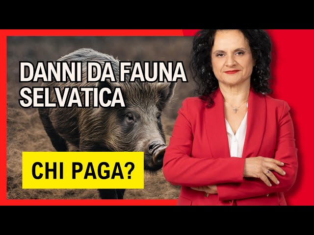 Danni causati da animali selvatici. Chi PAGA?