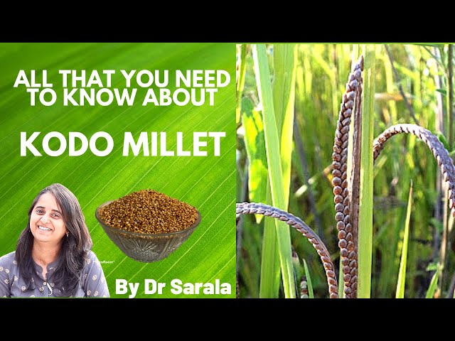 All That You Need To Know About Kodo Millet | Dr Sarala |