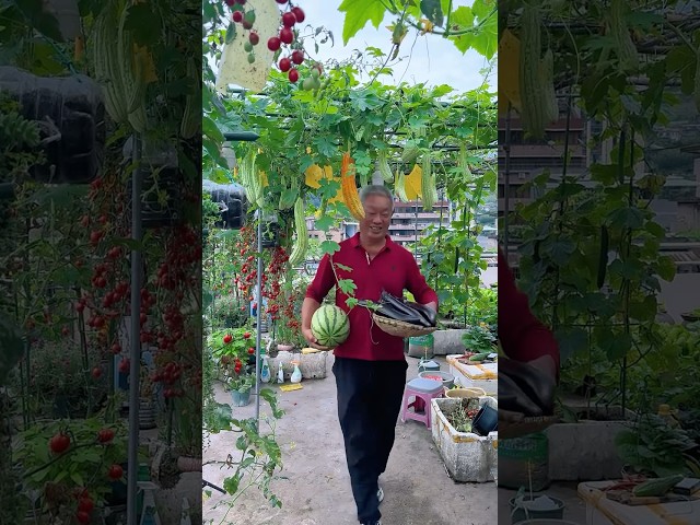 Wow the garden is full of fruit and vegetables #rurallife #pastorallife #fruit #vegetables #garden