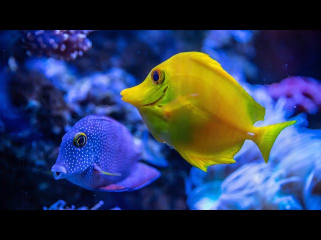 Stunning Coral Reef Aquarium & The best Relaxing Music - Sleep Music || MAK Relaxing Music