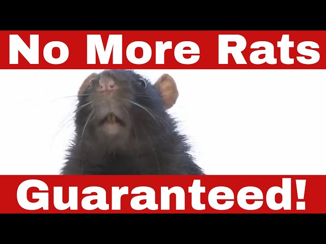 How to Get Rid of Rats Naturally - Simple & Effective Home Solutions!