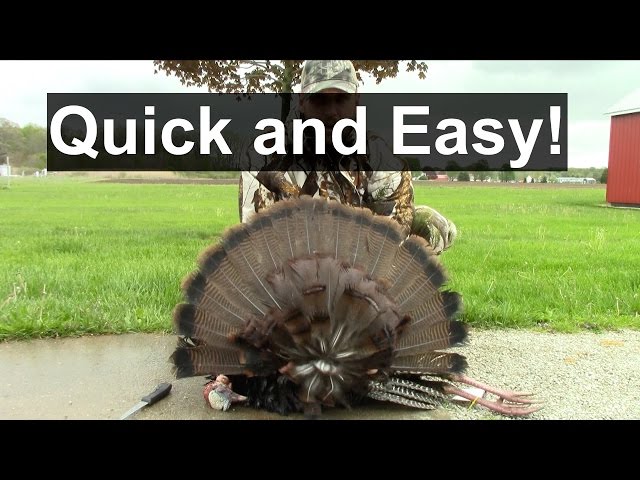 How to Remove Turkey Tail to Mount