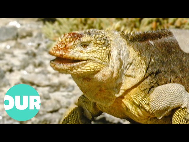 Hunting The Tree Crocodile of Irian Jaya: The Biggest Lizard In The World | Our World