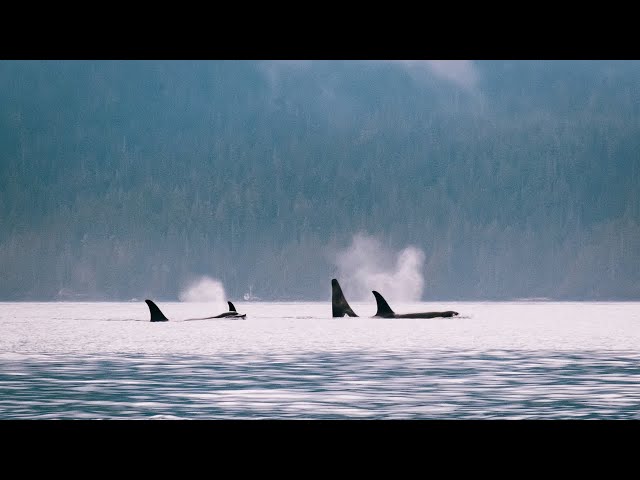 Kayaking Johnstone Strait (Summer 2018)