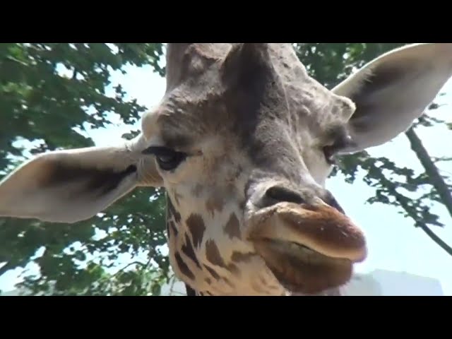 Giraffes 3D VR 180 4K