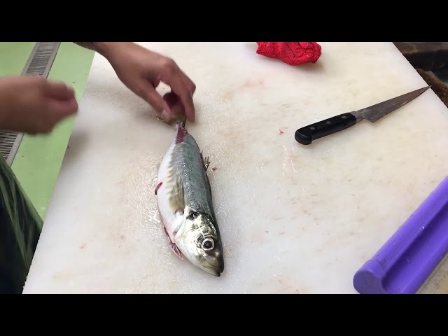 "Horse mackerel" How to fillet(cut) into 3 pieces - Tsumoto ultimate bleed out method #08