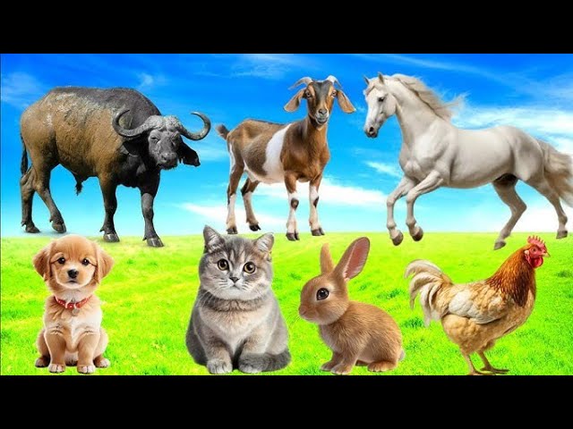 Animal Sound Around Us : Duck, Sparrow, Cow, Penguin, Turkey, Goat, animal sound#animals