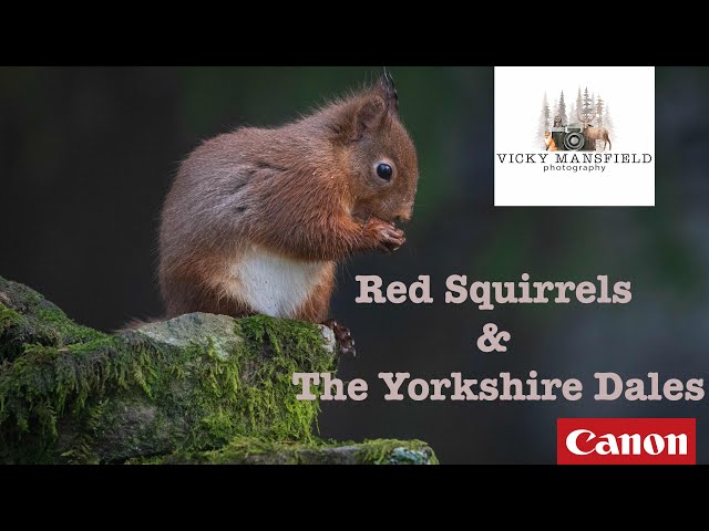 Red Squirrels & The Yorkshire Dales