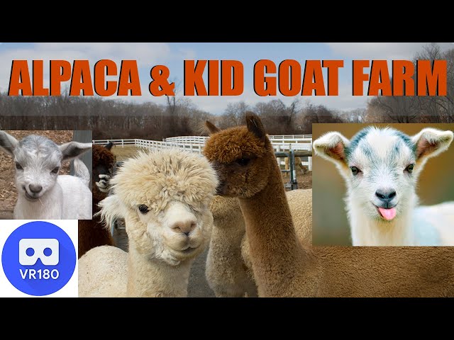 VR180 ALPACA & BABY GOAT FARM.. Come Feed The Animals With Us!