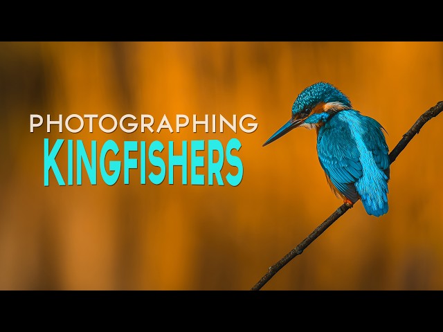 Exploring Wildlife Photography  My First Time Photographing Kingfishers