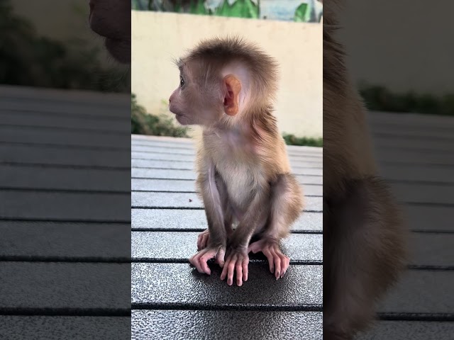 baby monkey so adorable  #baby #happy #cute #baby #shorts