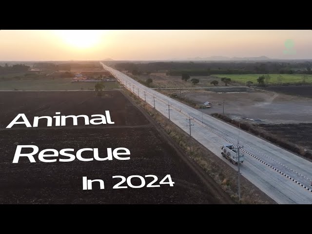 2024 Animal Rescues: From Elephants to Cats, Dogs, and Beyond! - ElephantNews