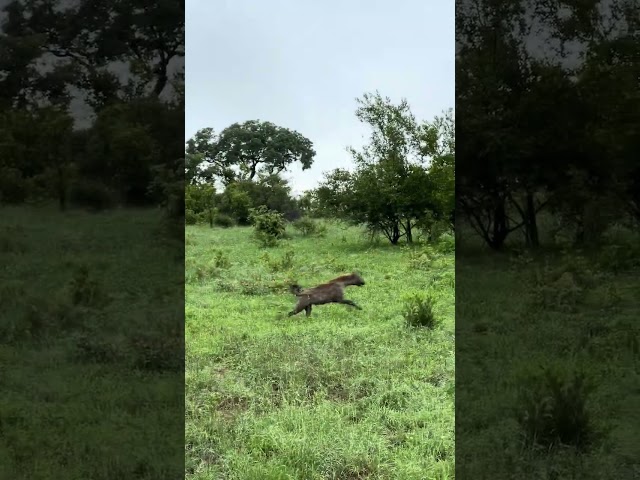 Leopard With Carcass Chased Through Clearing By Two Hungry Hyenas