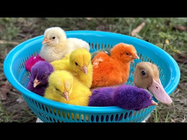 The Cutest Chicken and Duck Best Friends Ever!