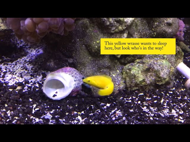 Yellow Wrasse Hides in Sand in our Red Sea Reefer Peninsula 650 Aquarium