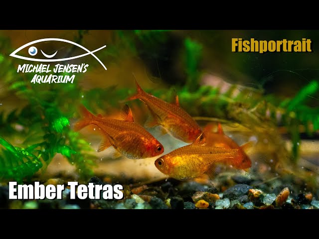 Ember Tetra, Hyphessobrycon amandae - Fish portrait