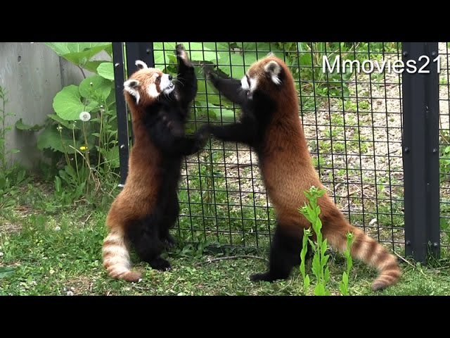 Naughty boy Red Panda やんちゃな息子に手を焼くレッサーパンダ