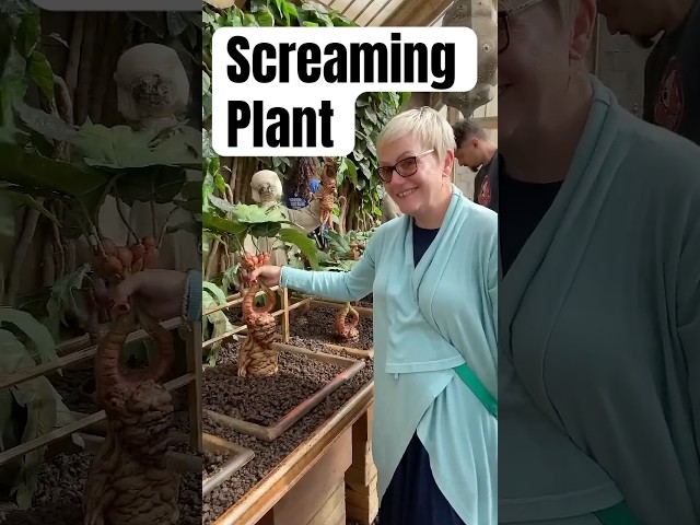 Screaming Mandrake Plant Harry Potter #harrypotter #viral