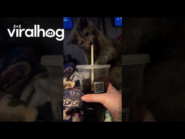 Cat Pulls Straw Out of Soda Cup || ViralHog