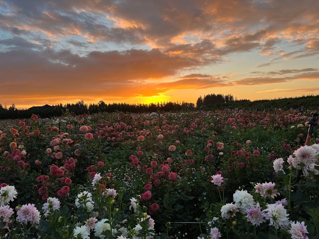 PNW Flower Farm: Tour of 5000 dahlias