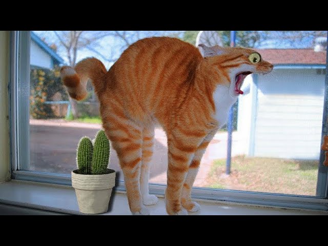 Funniest Cats and dogs 👯😺  Funny cats video compilation 💞 Cute cats videos 🐕 Funny pet 🤣Happy Lands