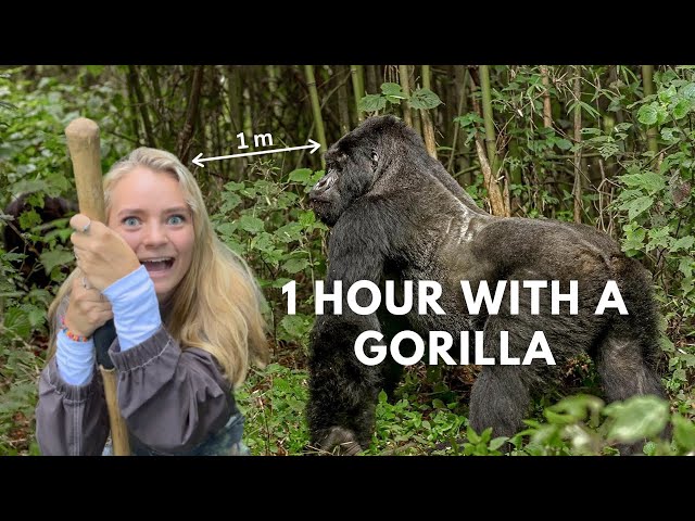 Hiking With Gorillas in Uganda 🇺🇬