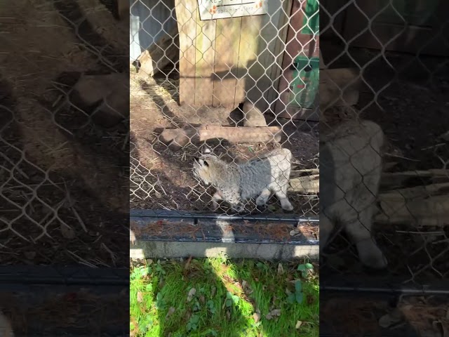 Bobcats Are Super Cute! OMG….