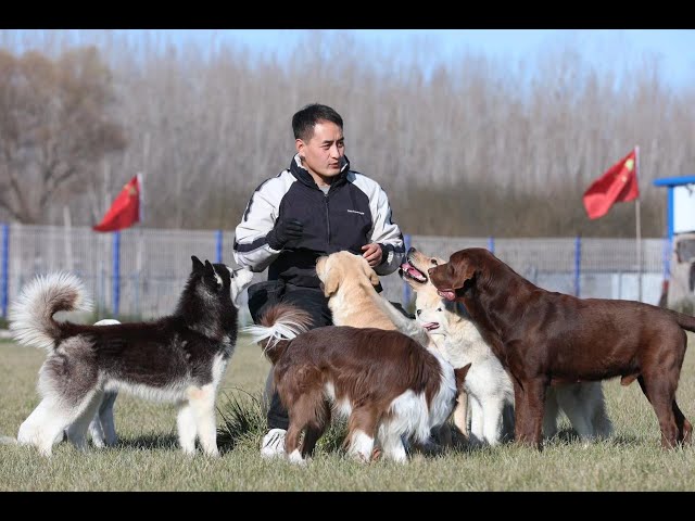 养犬兄妹第一次直播