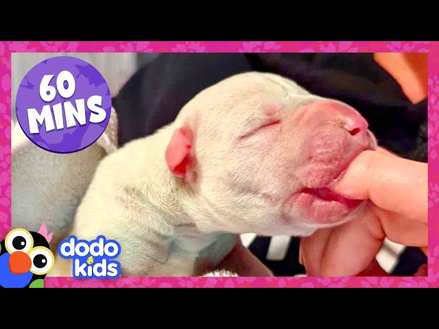 60 Minutes Of The Most Heroic Animal Rescues | Dodo Kids | 1 Hour Of Animal Videos For Kids