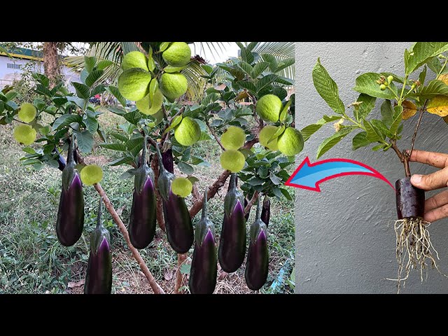 Best Technique Eggplant with Guava Growing Quickly guava with eggplant