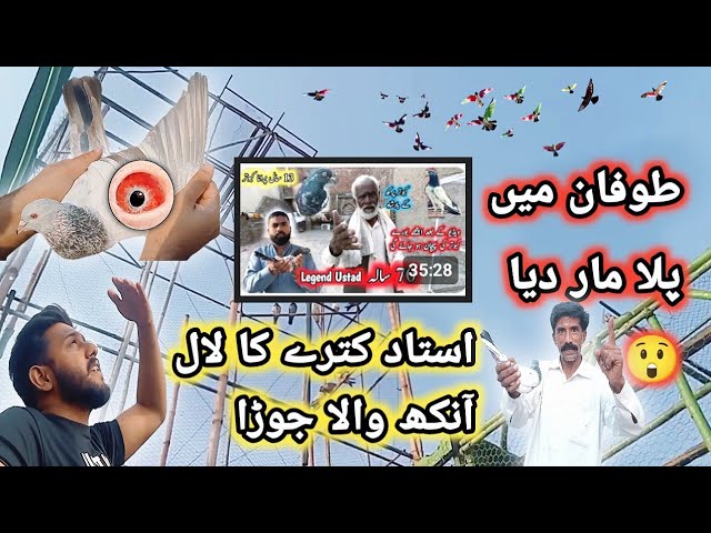 خراب موسم میں سارے کبوتر آسمان چلے گئے 🙄  | Nasir pigeon club |  Khokhar pigeons club