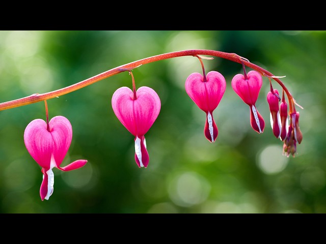 Himalayan Flute music | पक्षियों की आवाज़ | Krishnaबांसुरी | Beautiful Flowers Garden In The World |