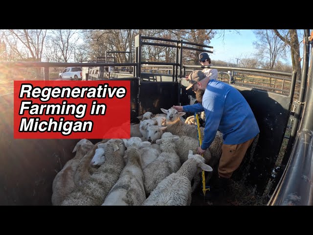 Sheep Harvesting Day